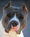 steff_raul steff_raul